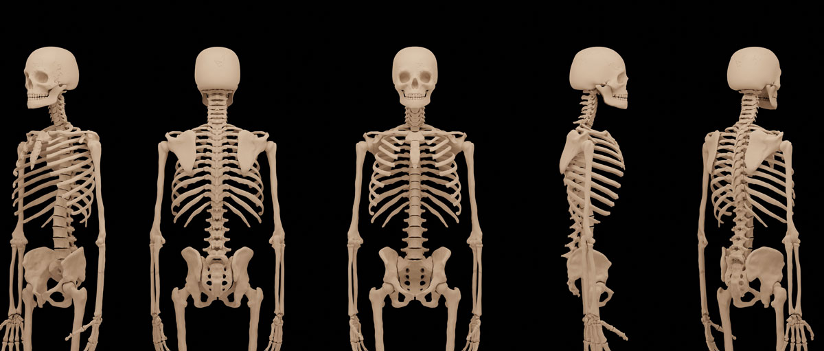 How many bones are in the human body? - BBC Science Focus Magazine - Human Resource Management Value Chain