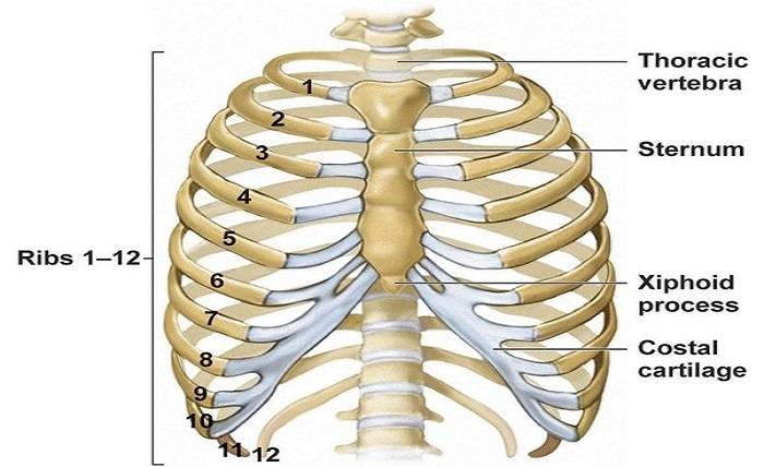 How Many Ribs Does a Man Have? - Know Everything About Man's Ribs - Hoeveel Paar Ribben Heeft Een Mens