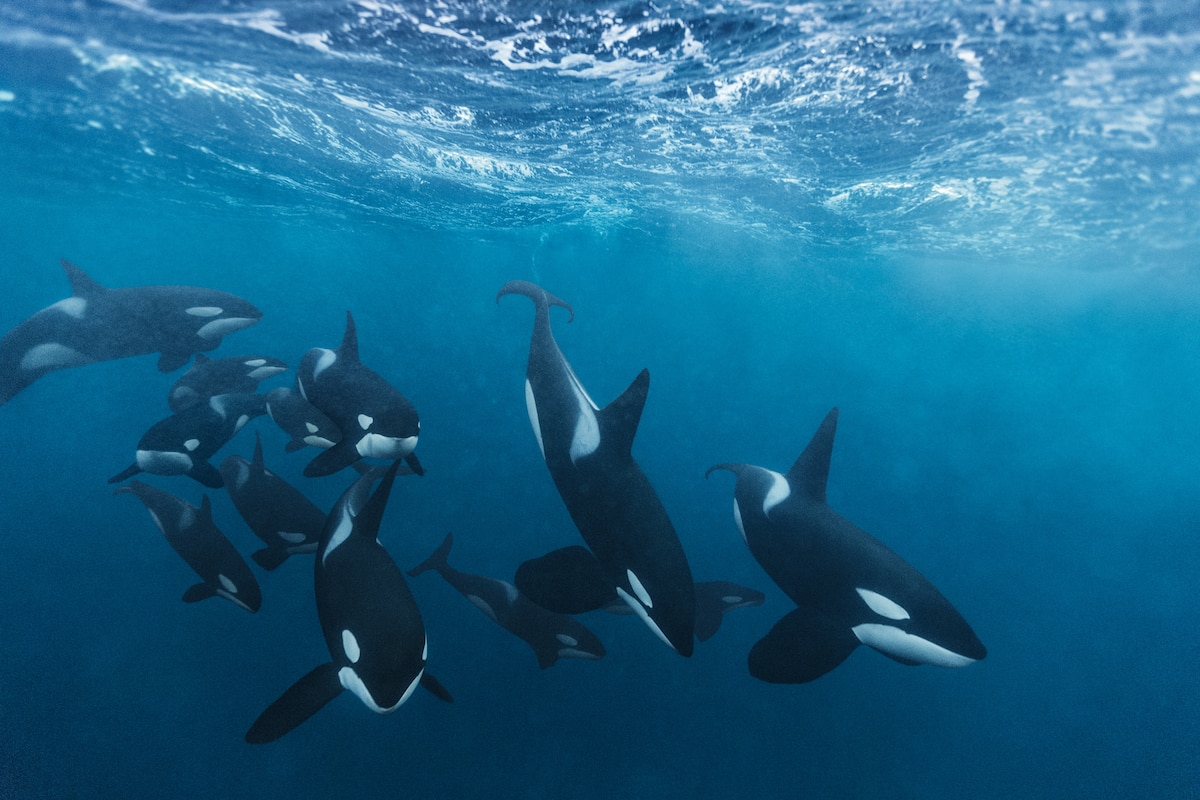 How Orcas Work Together to Whip Up a Meal - Hoe Lang Kan Een Orka Onder Water Blijven