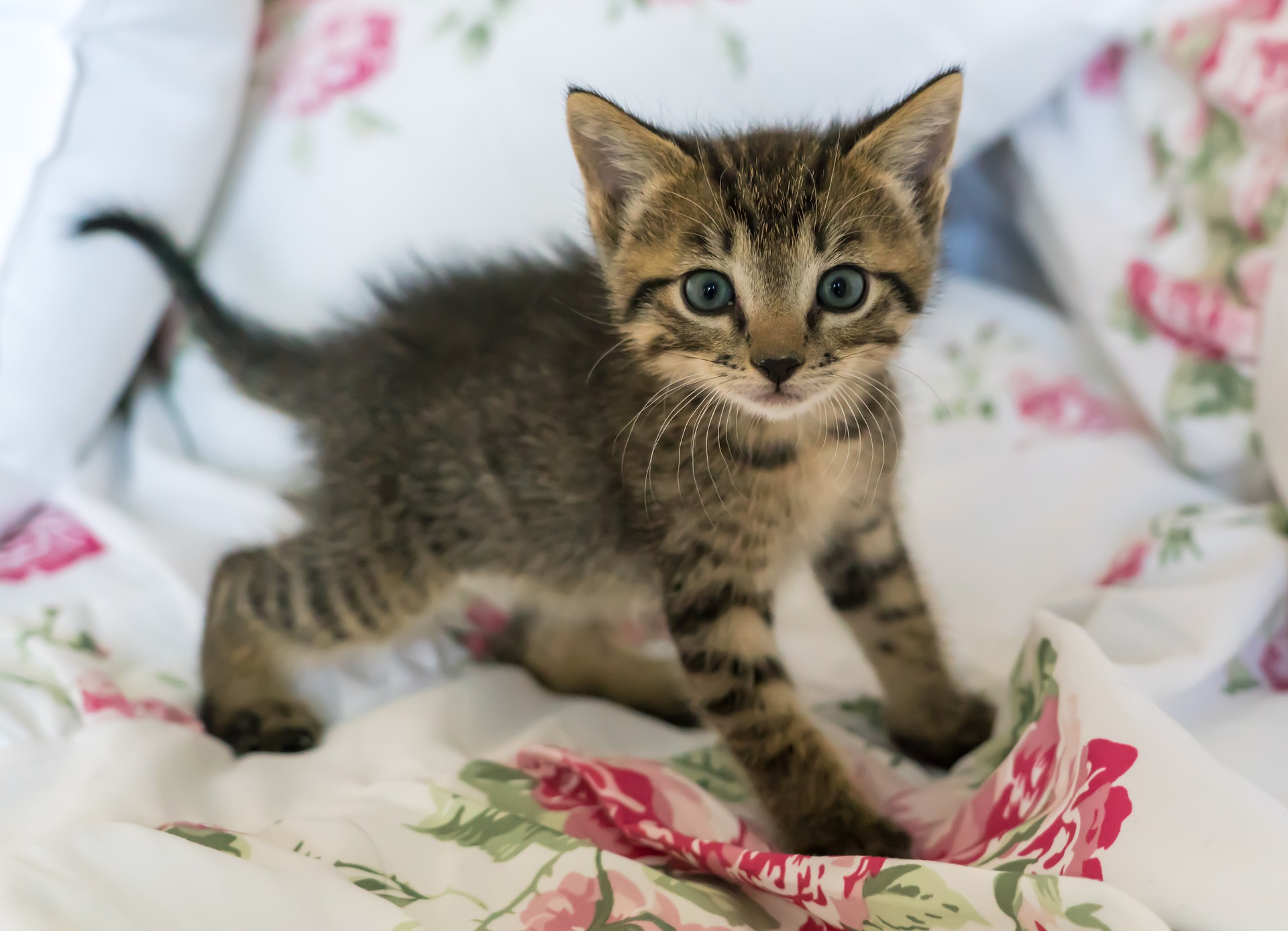 How to care for an eight week old kitten - Vet Help Direct - Kitten Kater Verschil Tussen Katten En Poezen
