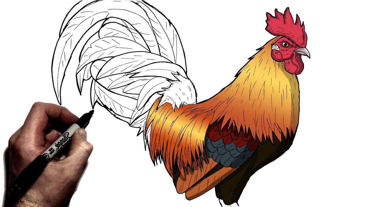 How To Draw A Rooster | Step By Step | Animal Drawing - YouTube - Het Rooster Of De Rooster