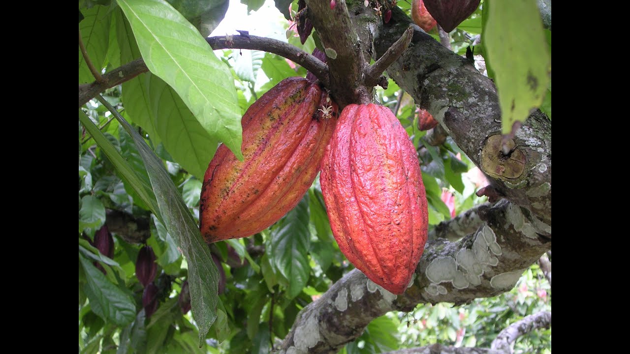 HOW TO GROW A CACAO TREE (Chocolate Tree) - YouTube - Waar Ter Wereld Groeien Cacaobomen