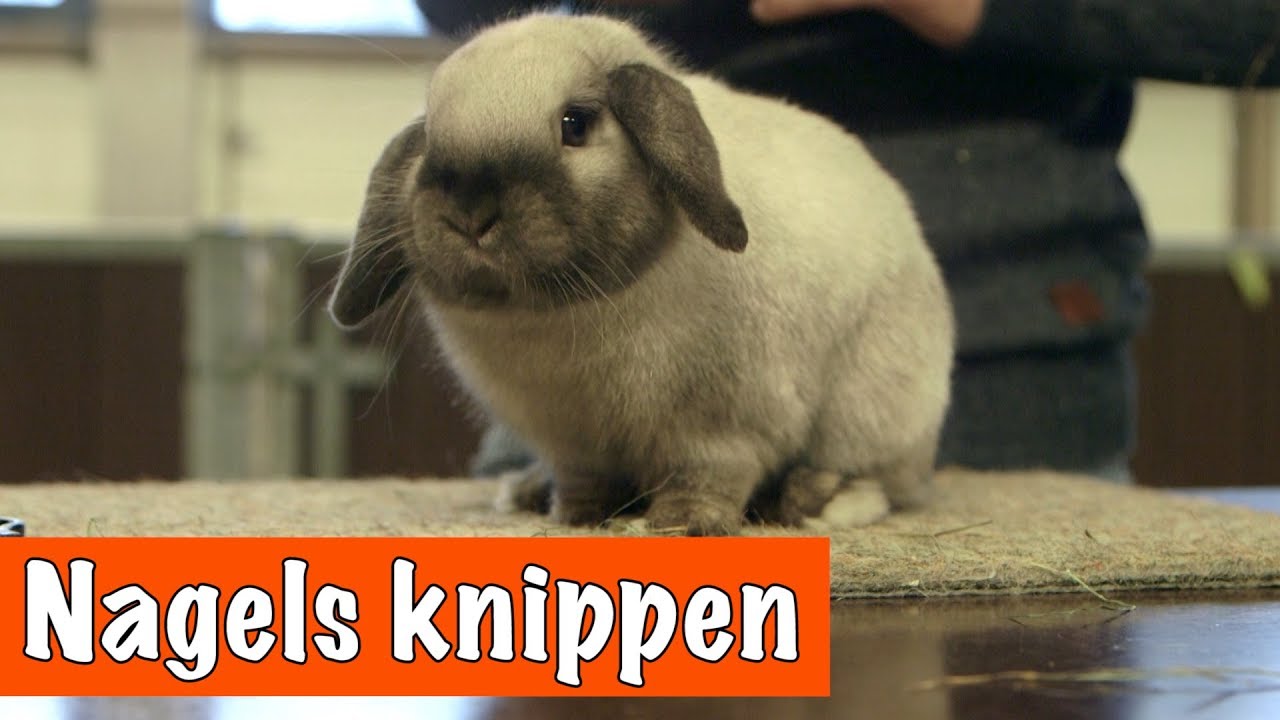 HOW TO: nagels van je konijn knippen! | DierenpraatTV - YouTube - Wanneer Zijn Nagels Hond Te Lang