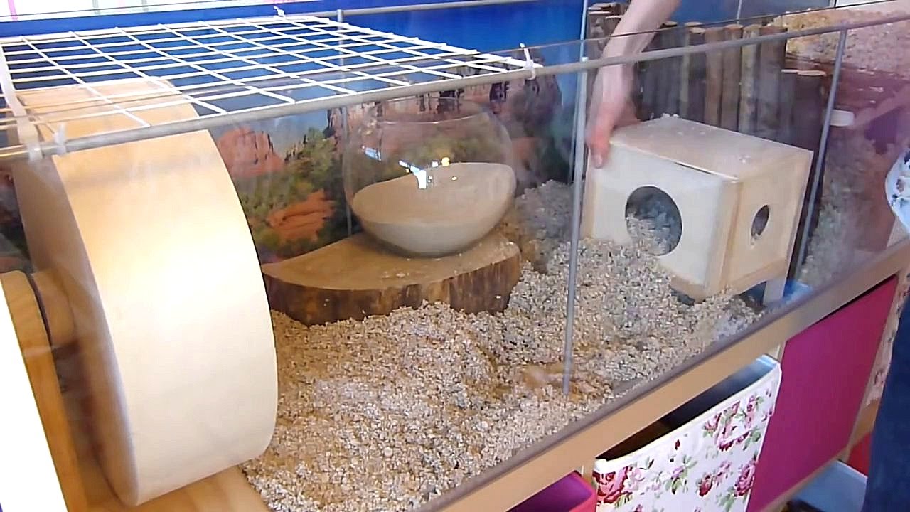 Wat Is Een Gerbil Voor Dier