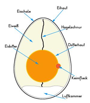 Hühnerei – KiwiThek - Ei Laten Vallen Zonder Te Breken