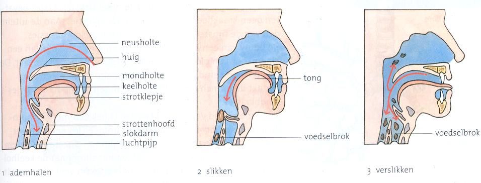 huig en strotklepje - Google Search Peanuts Comics, Van, Google Search - Wat Zit Er In Je Keel