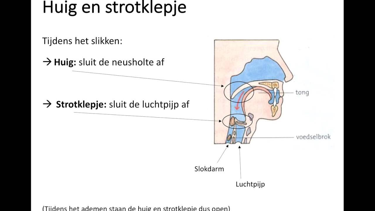 Wat Is De Functie Van Het Skelet