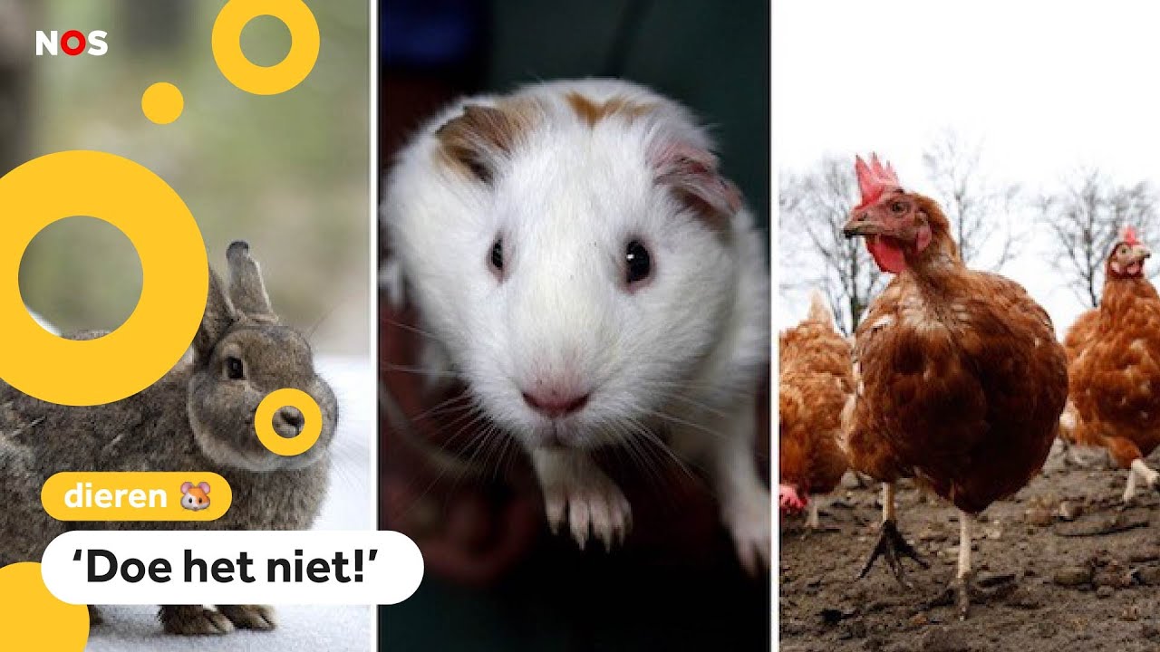Huisdieren worden gedumpt bij kinderboerderijen - YouTube - Mag Je Een Fret Als Huisdier In Nederland