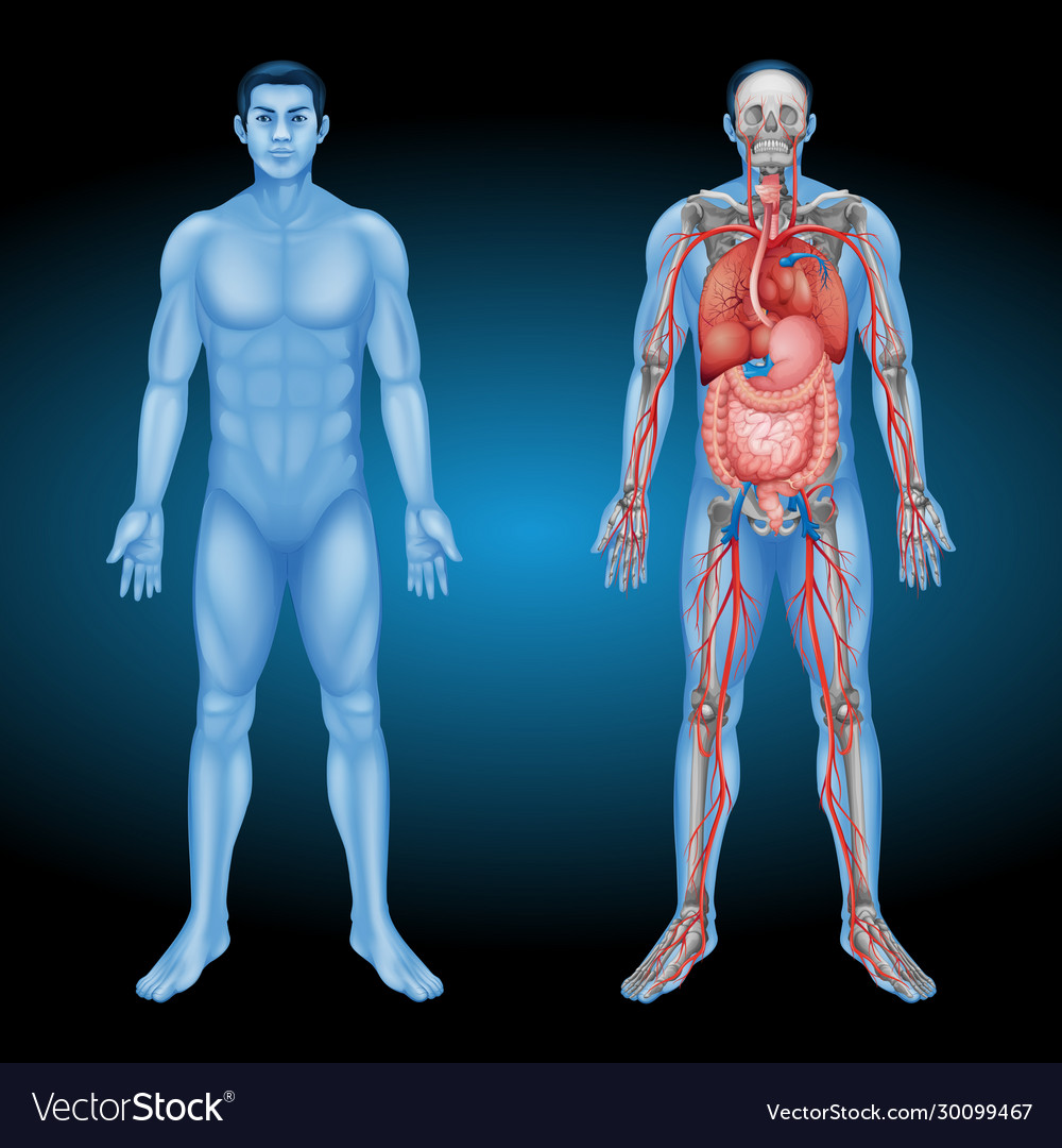 Human Anatomy & Physiology Marieb