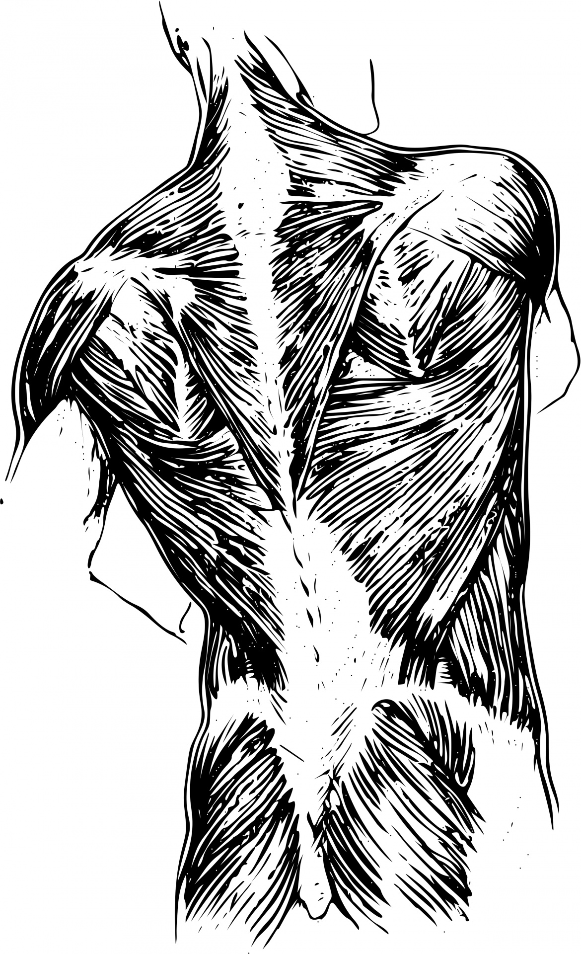 Human Back Muscles Free Stock Photo - Public Domain Pictures - Back To The Future 2 Film