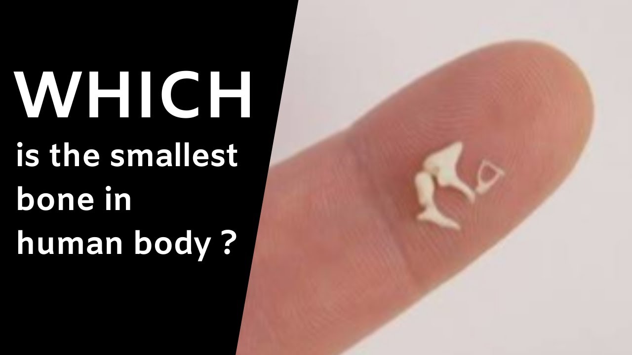 Human body facts : Which is the smallest bone in human body ? || Facts - Kleinste Botje In Je Lichaam
