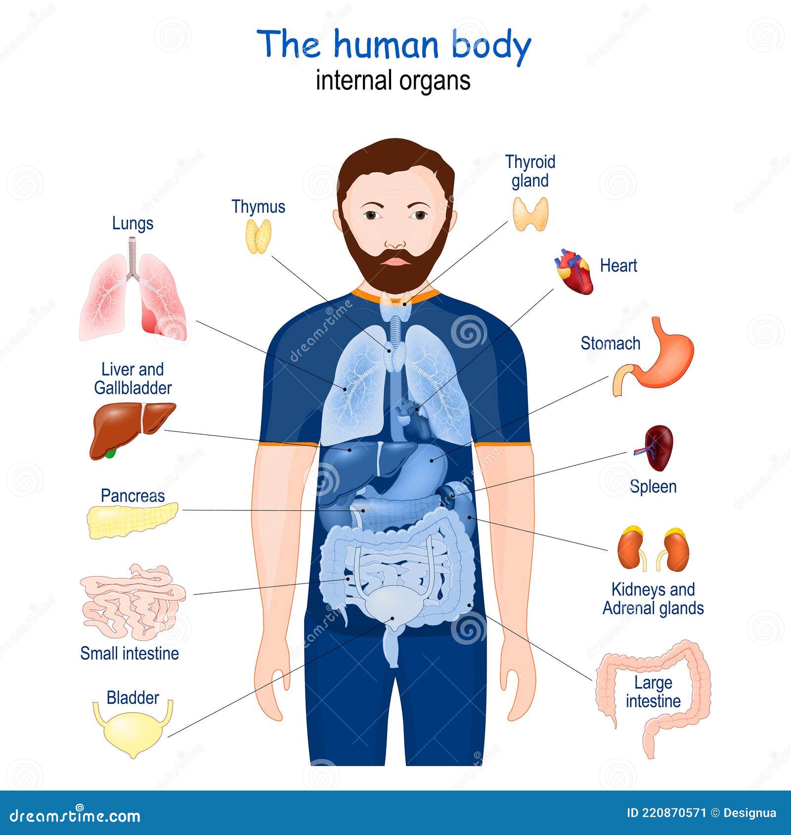 Human Body. Internal Organs Anatomy Cartoon Vector | CartoonDealer.com - Anatomie Van Het Menselijk Lichaam Organen