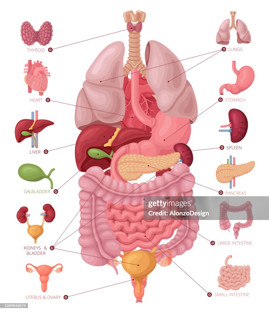 Human Body Organs Diagram - Inwendige Organen Menselijk Lichaam Organen