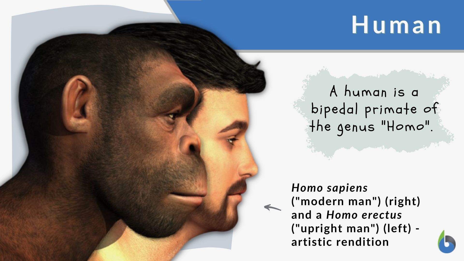 Human Definition and Examples - Biology Online Dictionary - Human Karo Wil Goed Dood