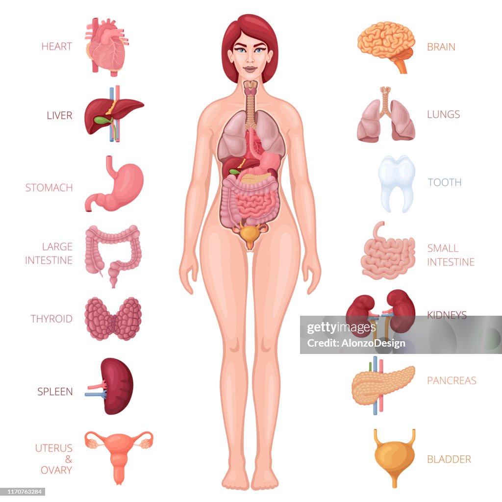 Human Female Body With Internal Organs High-Res Vector Graphic - Getty - Inwendige Organen Menselijk Lichaam Organen