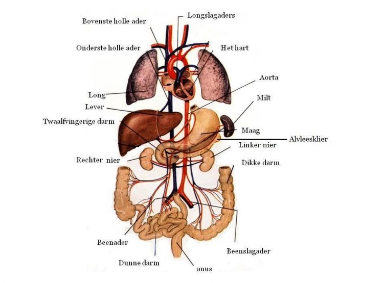 human organs | Human body organs, Body organs, Medical school studying - Waar Zitten Je Organen In Je Lichaam
