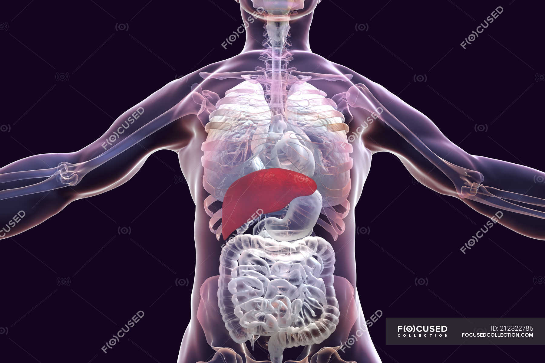 Human silhouette with selected liver, illustration. — digestive system - Waar Zit De Lever Van Een Mens