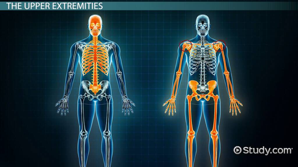 Human Skeleton Anatomy Skeleton Body Human Body Drawi - vrogue.co - Human Resource Questions And Answers