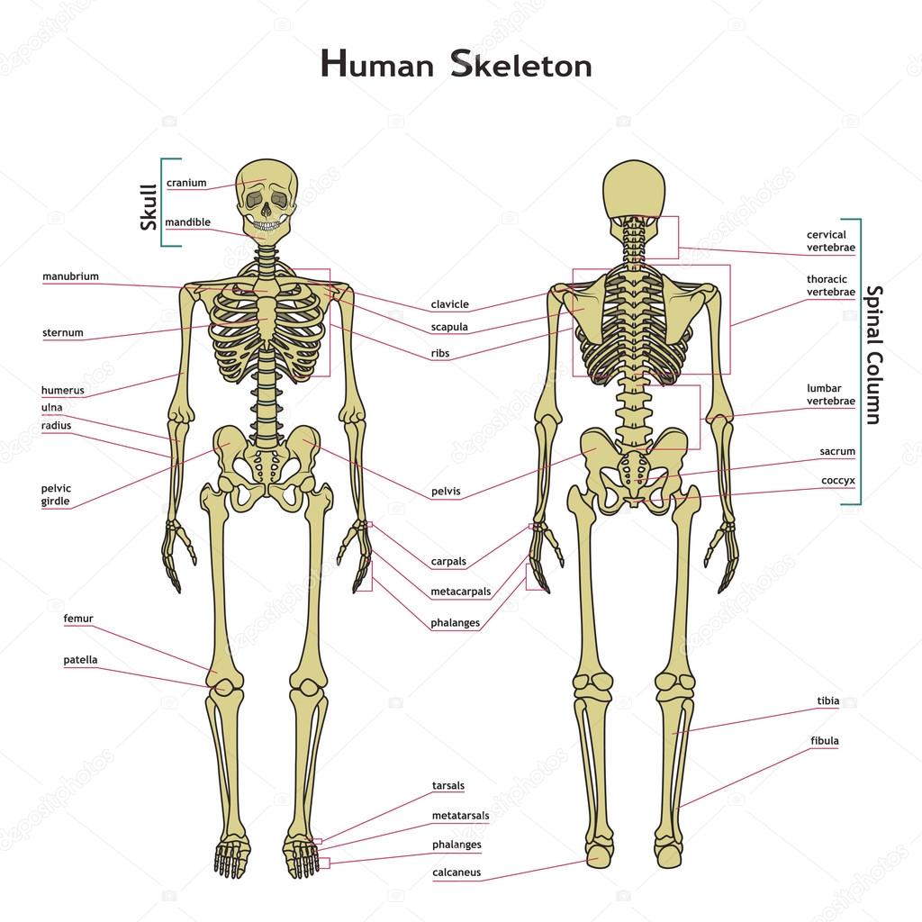 Human skeleton, front and rear view with explanatations. Stock - Botten In Het Menselijk Lichaam