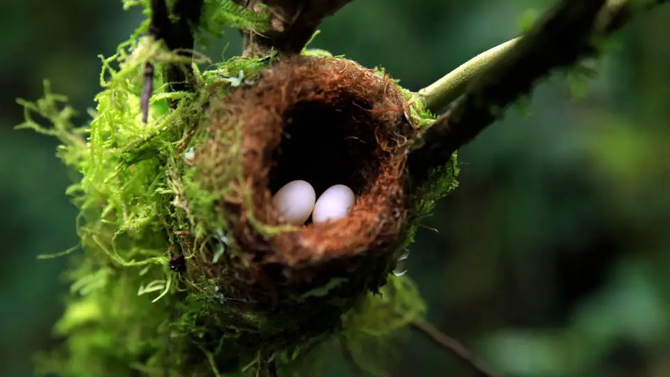 Hummingbird Evolution: Where Did Hummingbirds Originate From? - Welke Vogel Legt De Grootste Eieren