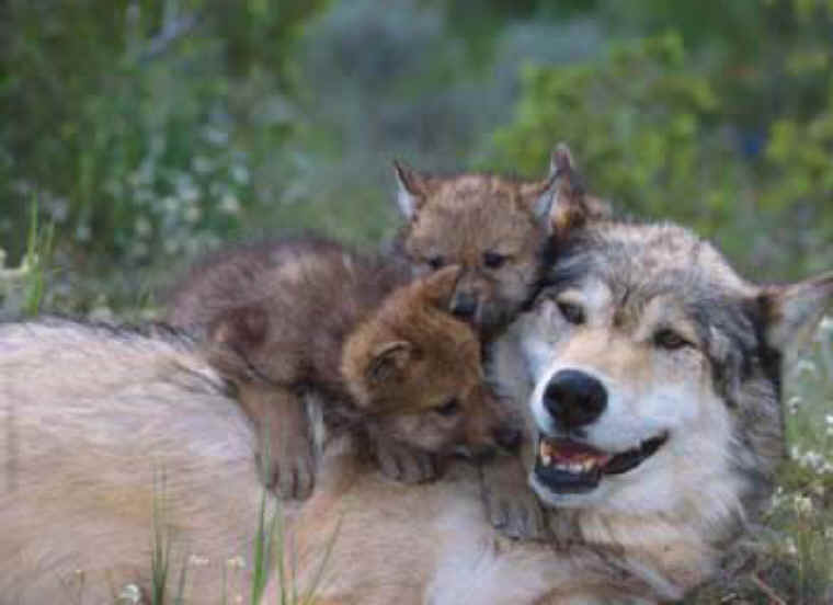 Humorous, Funny and Cute Animal Photos - 133 - from All-Creatures.org - Hoeveel Jongen Krijgt Een Wolf Per Jaar