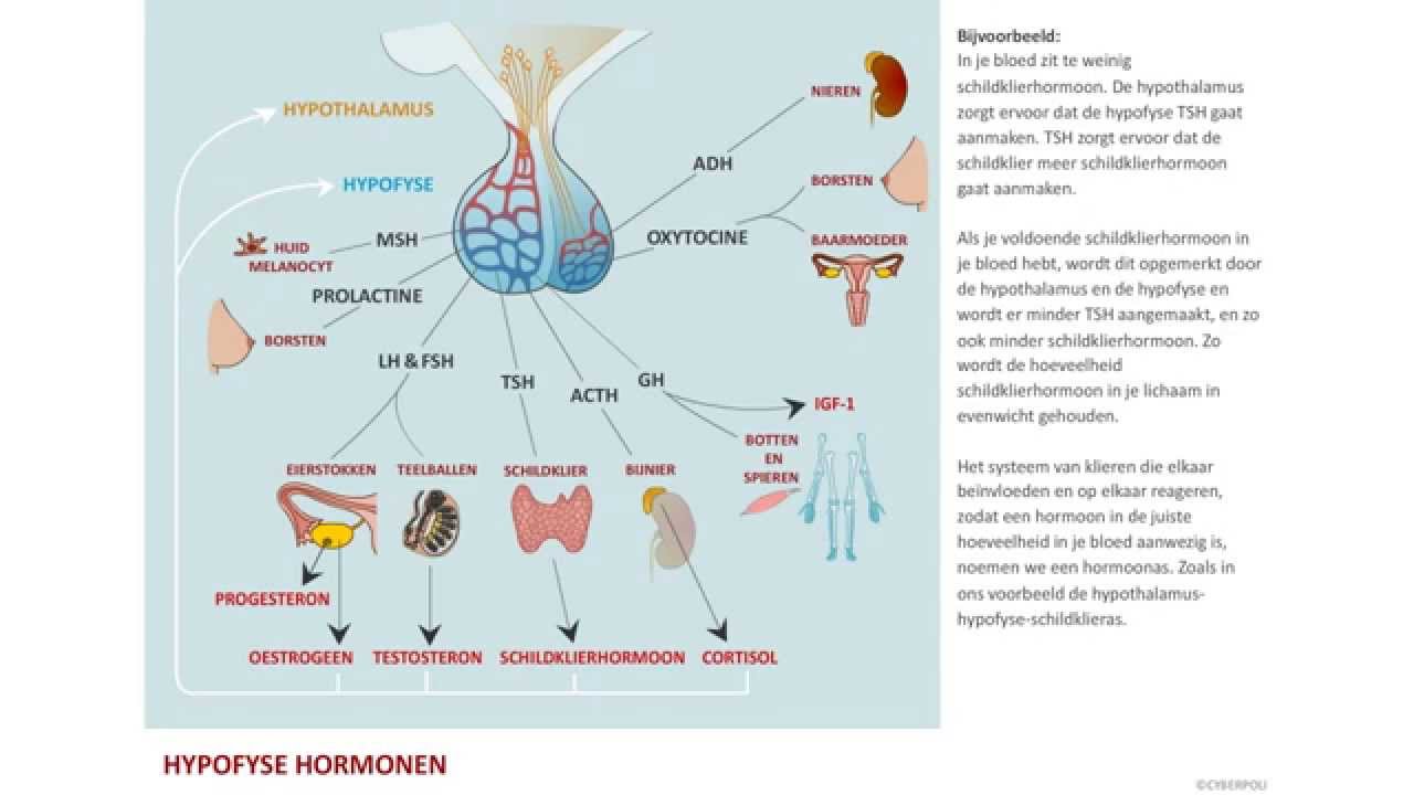 Welke Hormonen Zitten In De Pil