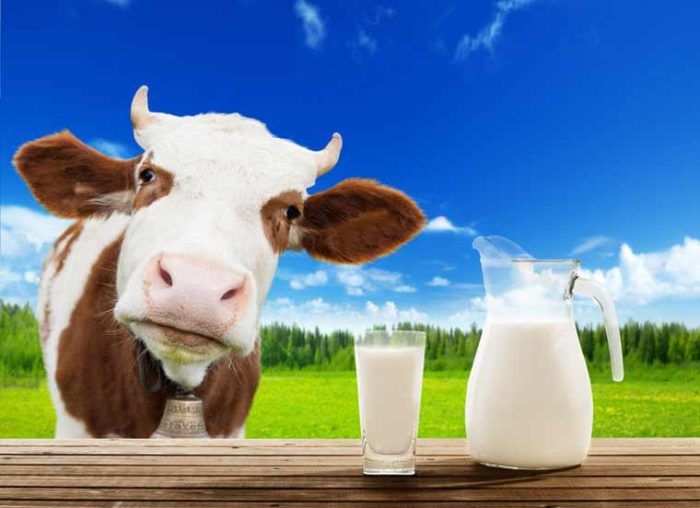 I I Was ist eigentlich Colostrum bzw. Biestmilch? - Heilungsberichte.de - Hoeveel Melk Geeft Een Koe Per Dag
