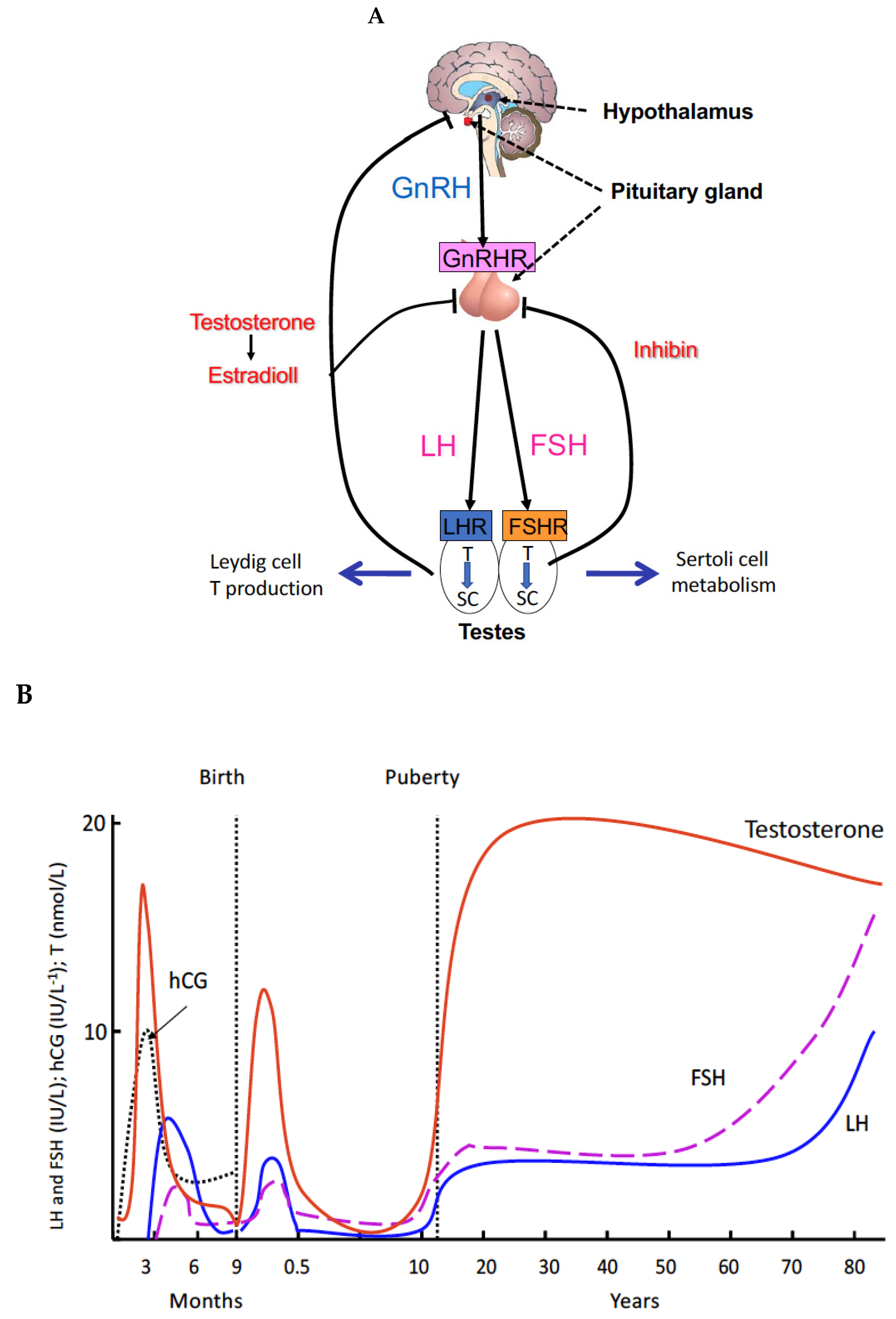 IJMS | Free Full-Text | The Roles of Luteinizing Hormone, Follicle - Lh Hormoon Te Hoog Man