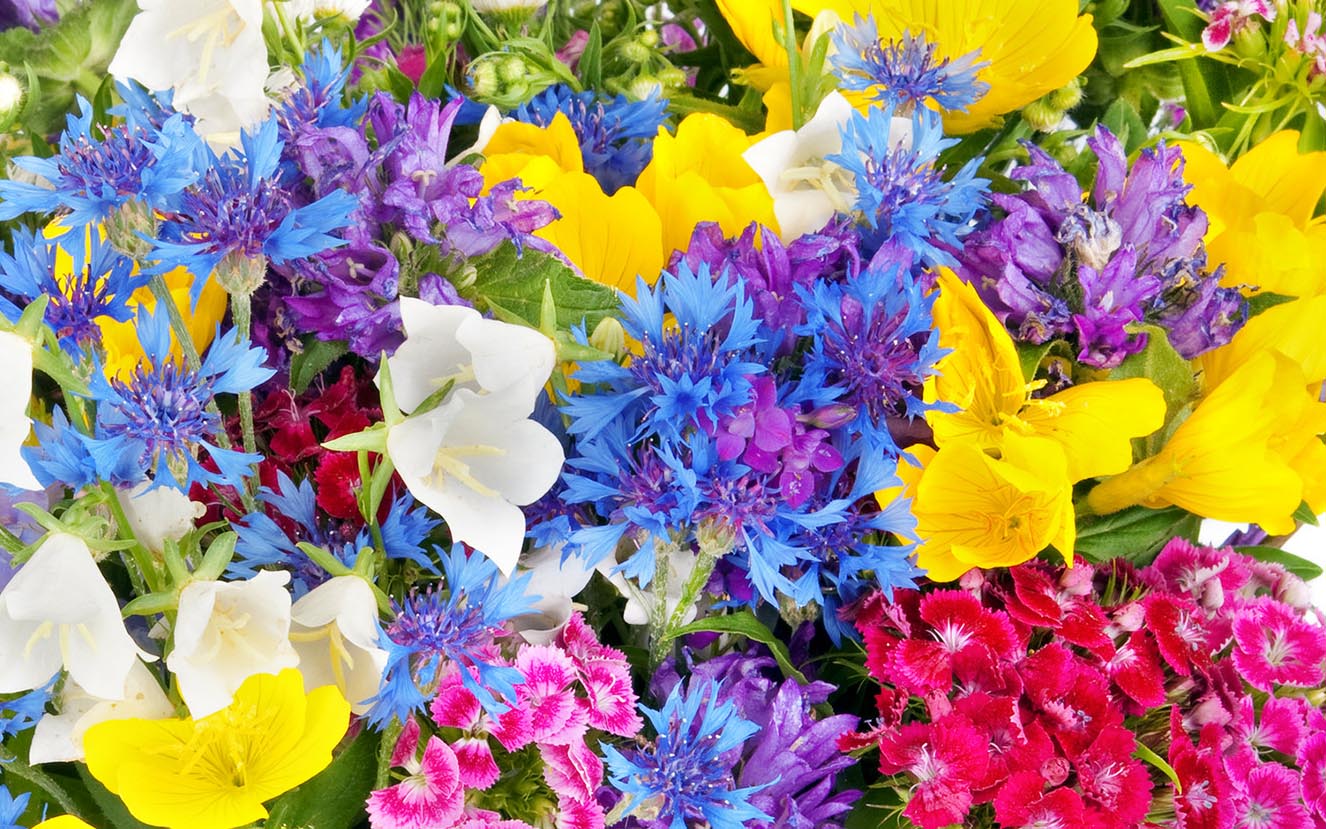 Illinois Florist -Fabbrini's Flowers | Chicago Florist | Chicago Flower - Flowers In The Attic Samenvatting