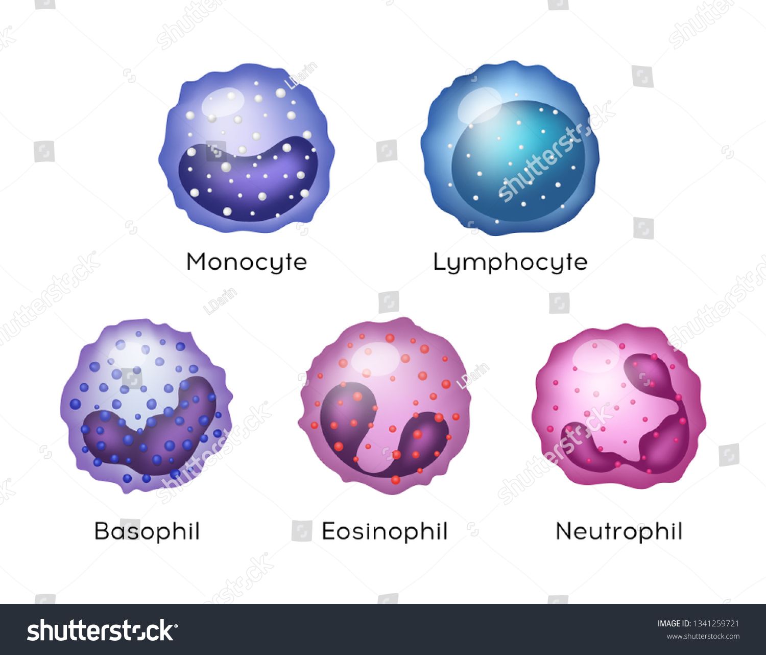 Illustration of Monocyte, Lymphocyte, Eosinophil, Neutrophil, Basophil - Lymfocyten En Monocyten Te Hoog