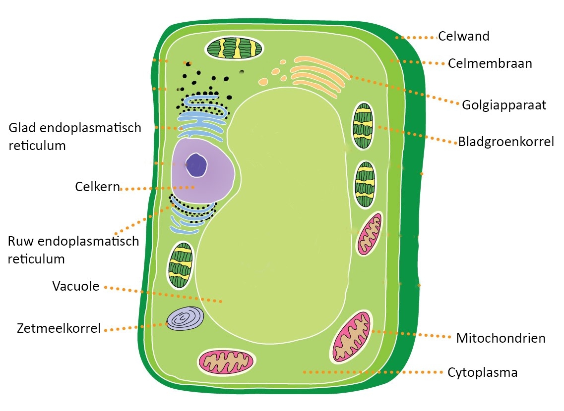 Illustration Of The Plant Cell Anatomy Vector Infographic, 45% OFF - Hoeveel Chromosomen Komen Voor In Een Eicel