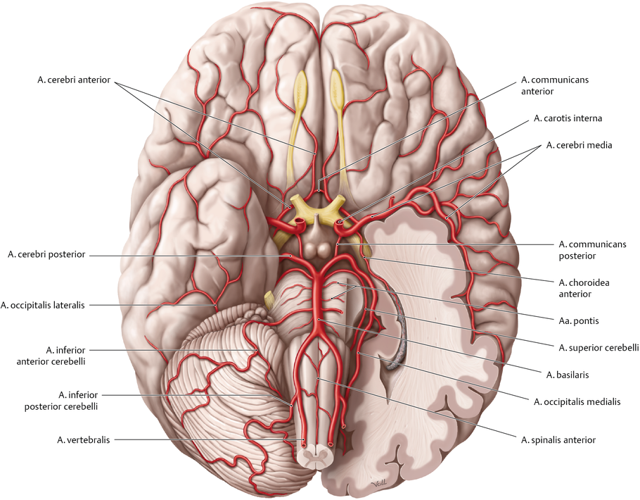 Arteria Cerebri Media Infarct Symptomen