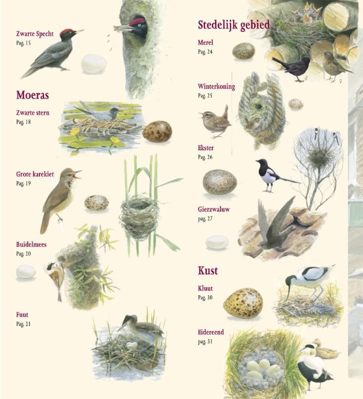 Herkennen Welke Vogel Legt Welk Ei