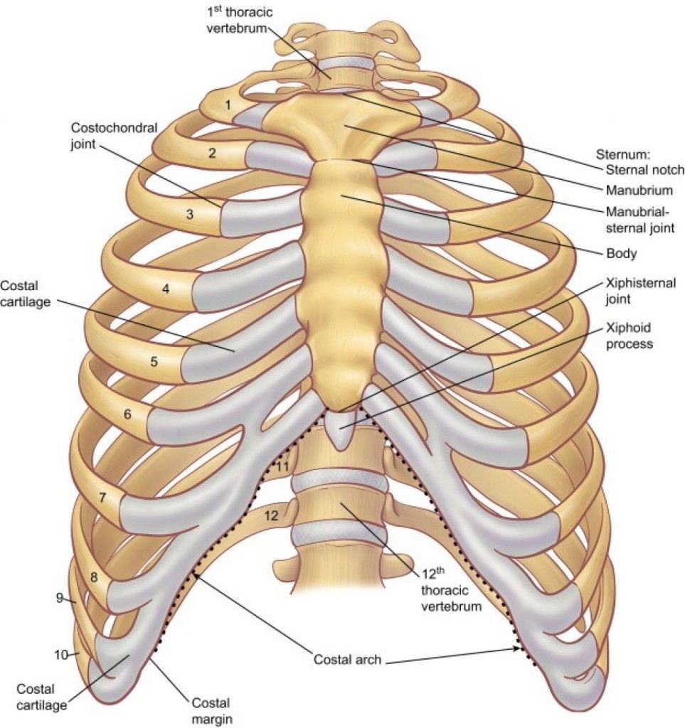 Image result for Rib | Infermieristica, Cose per la scuola, Scuola - Hoeveel Ribben Heeft Een Man