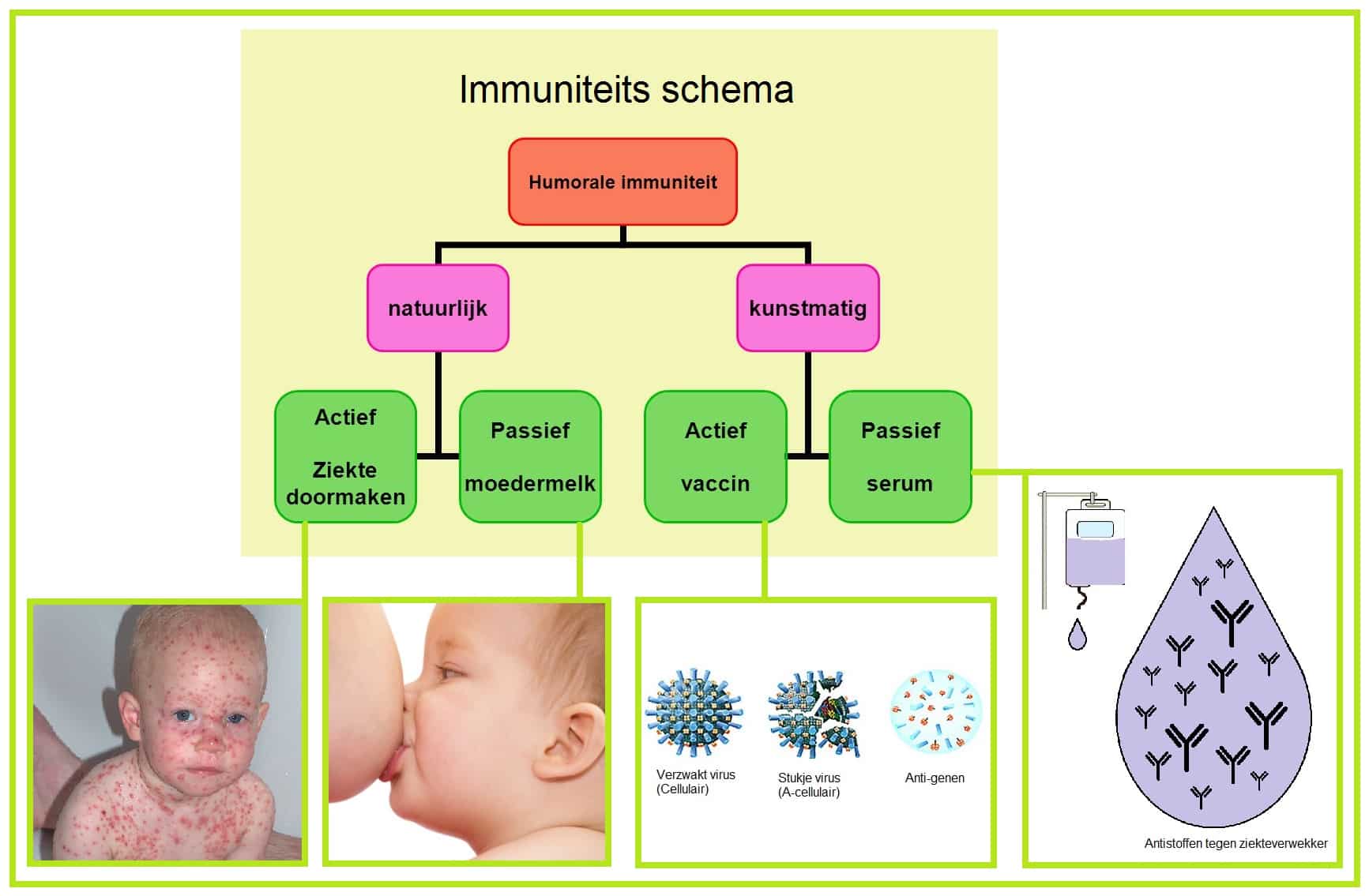 Immuniteit - Biologielessen.nl - Wat Is Het Verschil Tussen Natuurlijke Immuniteit En Kunstmatige Immuniteit
