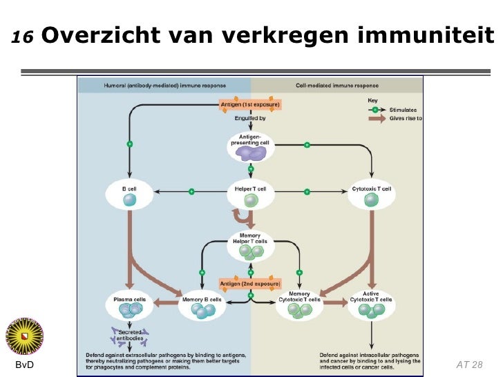 Immuunsysteem - Wat Is Het Verschil Tussen Natuurlijke Immuniteit En Kunstmatige Immuniteit