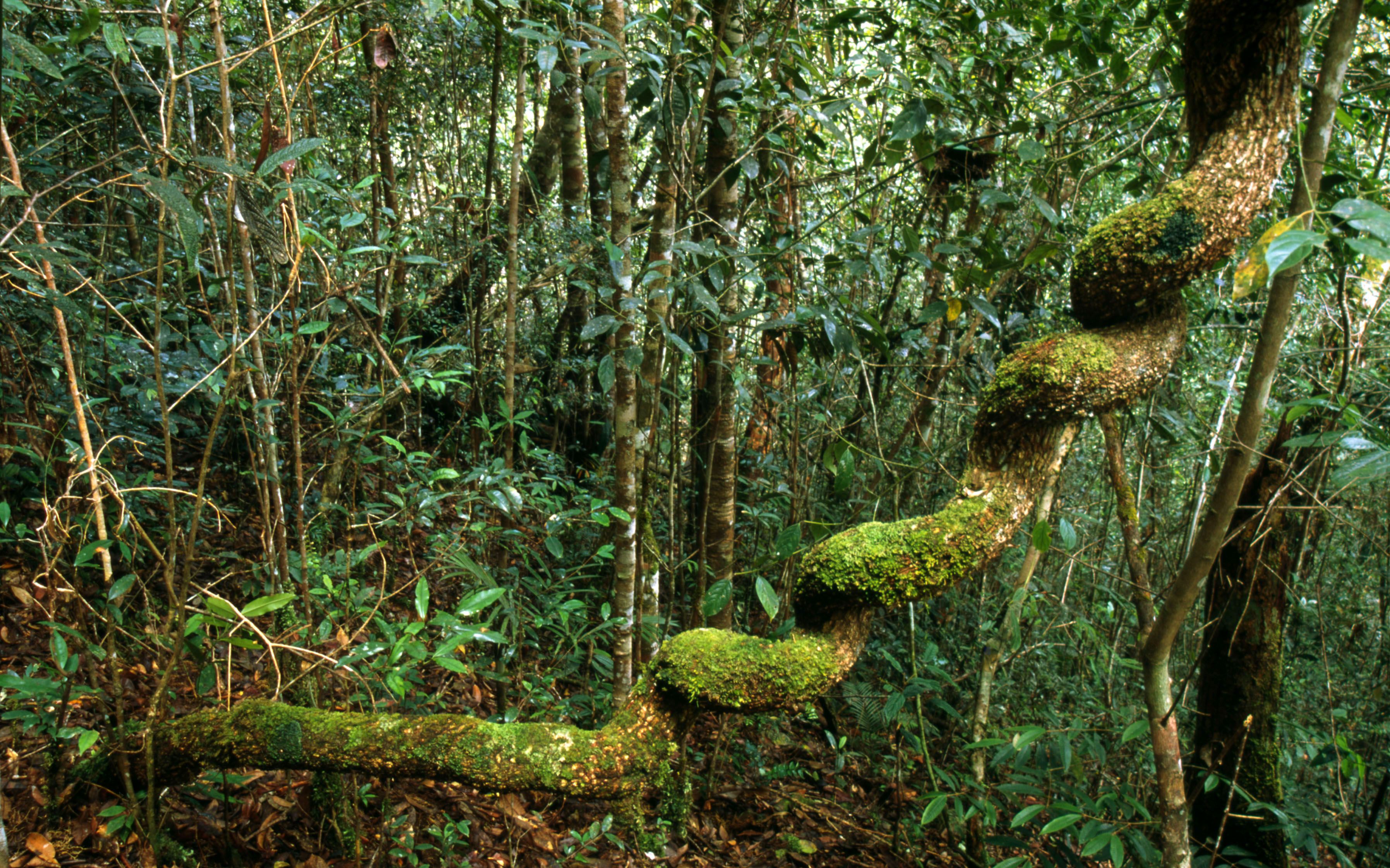 In en rondom Indonesië vind je prachtig tropisch regenwoud met - Hoe Kun Je Het Tropisch Regenwoud Beschermen