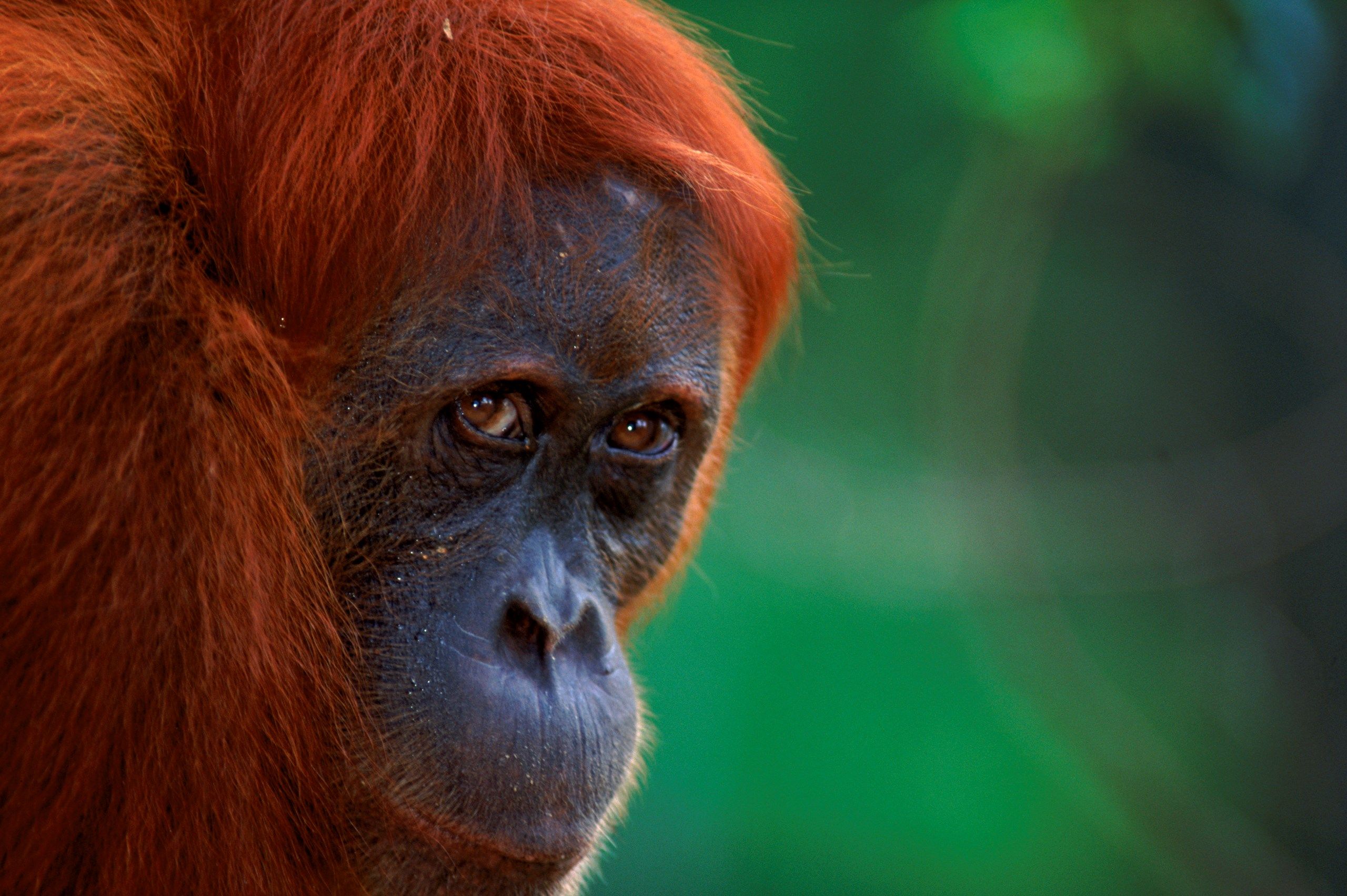 In en rondom Indonesië vind je prachtig tropisch regenwoud met - Dieren Van Het Tropisch Regenwoud