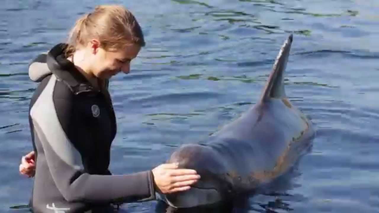 In het water met dolfijnen - YouTube - Hoe Lang Kan Een Dolfijn Onder Water Blijven