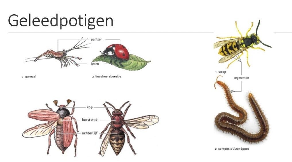 Bij Welke Geleedpotigen Bestaat Het Gehele Lichaam Uit Segmenten