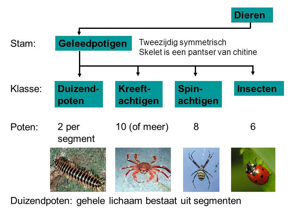 Indeling van het dierenrijk - ppt video online download - Bij Welke Geleedpotigen Bestaat Het Gehele Lichaam Uit Segmenten