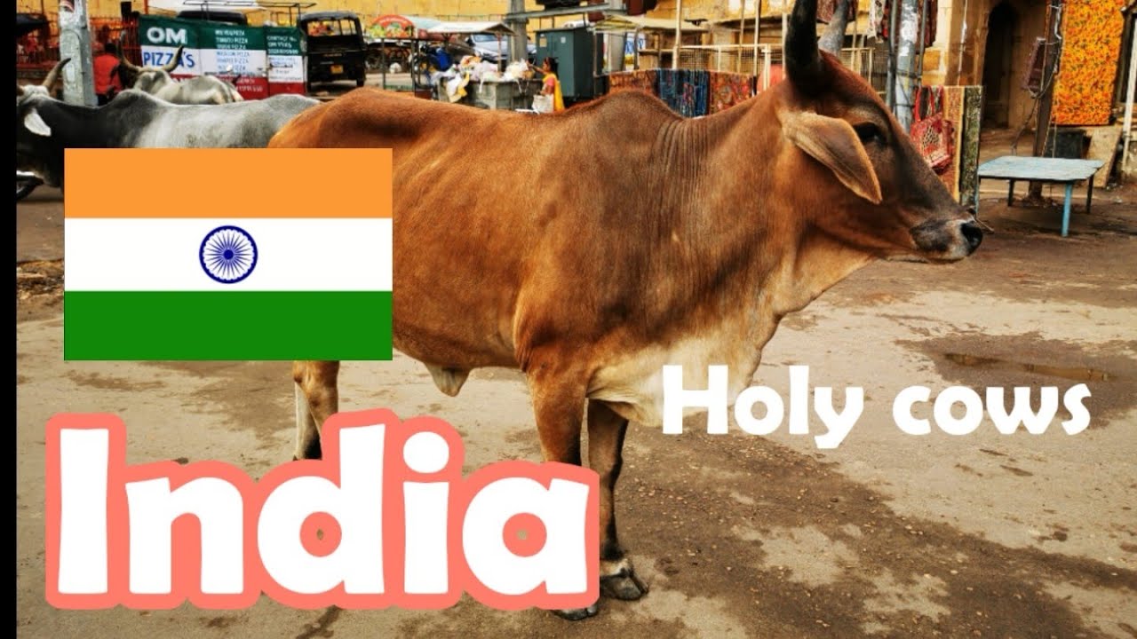 INDIA Heilige koeien in India. Holy cows in India - YouTube - Waarom Is De Koe Heilig In India