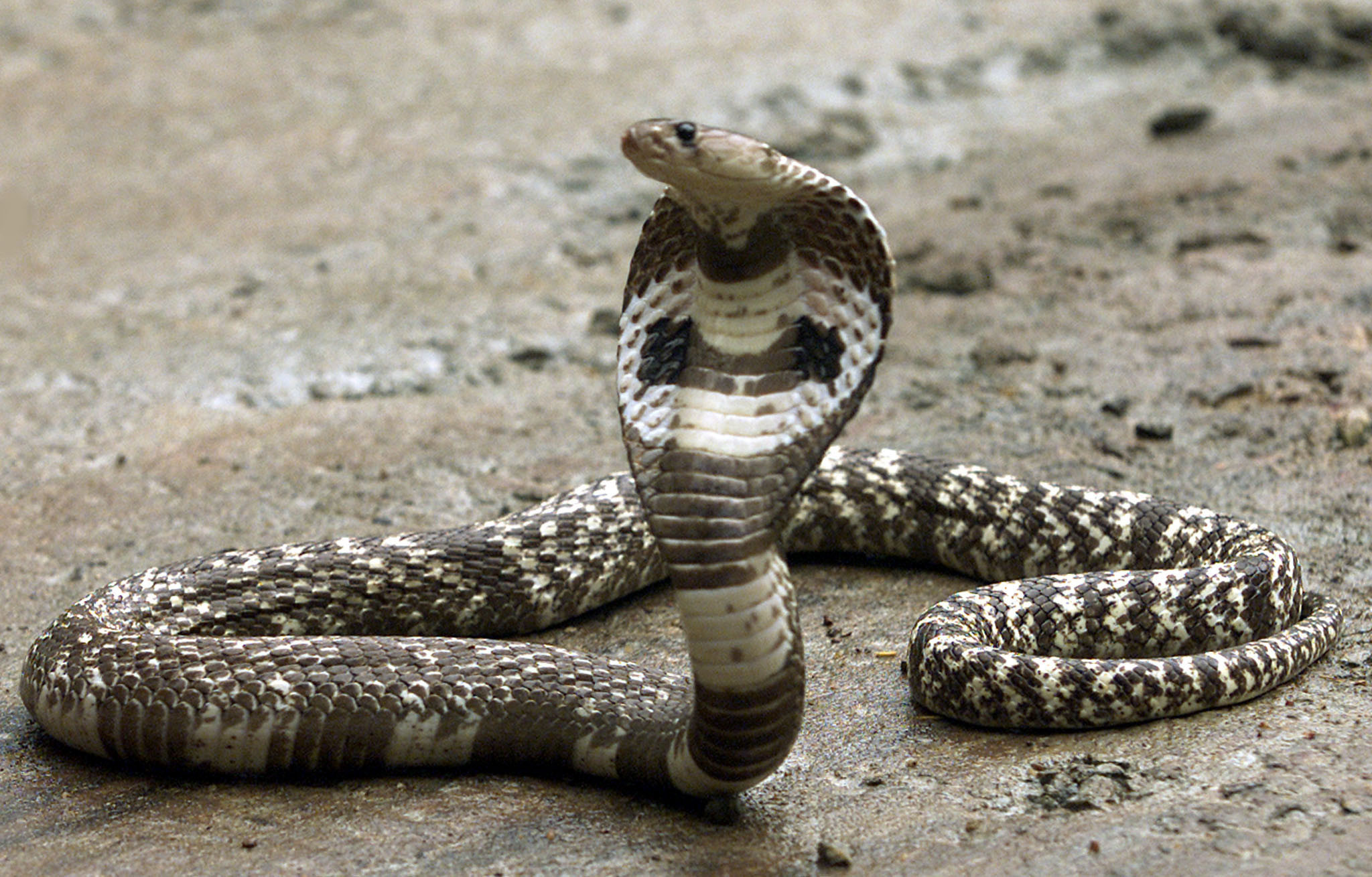 Indian King Cobra Snake Wallpaper (50+ images) - Cobra Museum Voor Moderne Kunst Sandbergplein Amstelveen