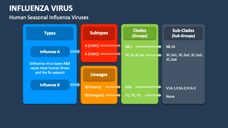 Influenza Virus PowerPoint Presentation Slides - PPT Template - Hoe Lang Is Influenza Besmettelijk