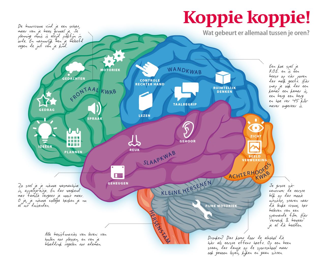 Infographic van ri*****@***** over de werking van de hersenen voor de - Wat Doen De Grote Hersenen