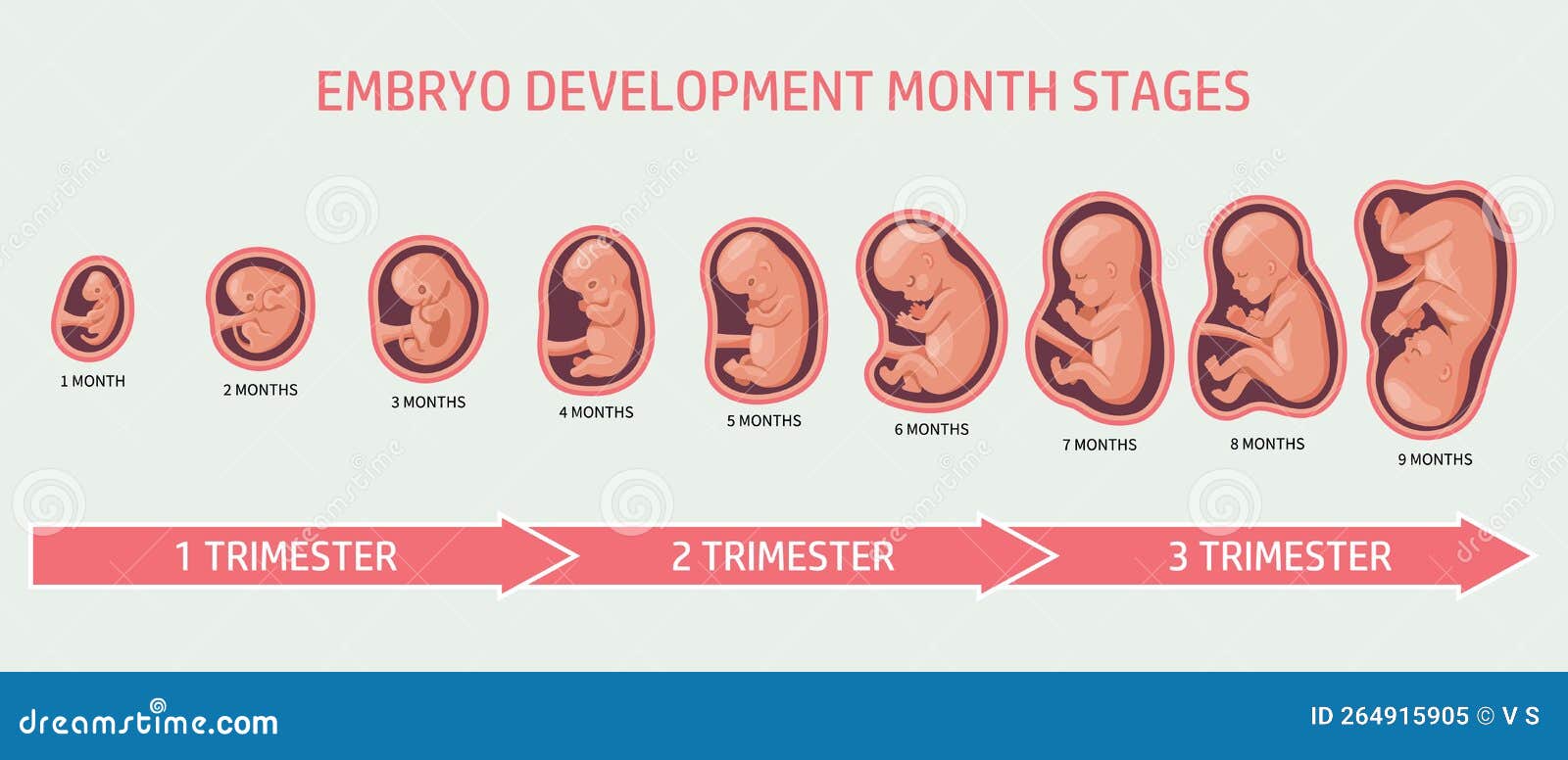 Infographic With Stages Of Pregnancy And Embryo Fetus - vrogue.co - Over Hoeveel Weken Is Het Zomervakantie