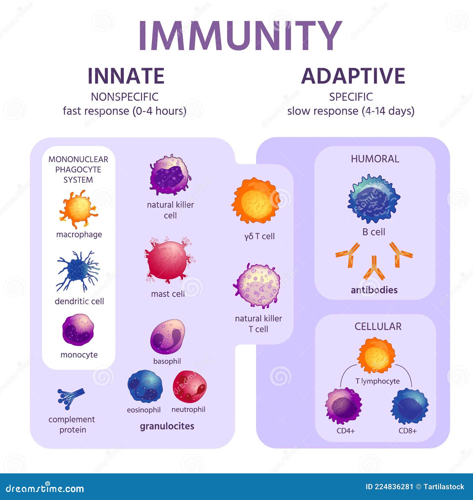 Innate Cartoons, Illustrations & Vector Stock Images - 1757 Pictures to - Functions Of Innate Immune System