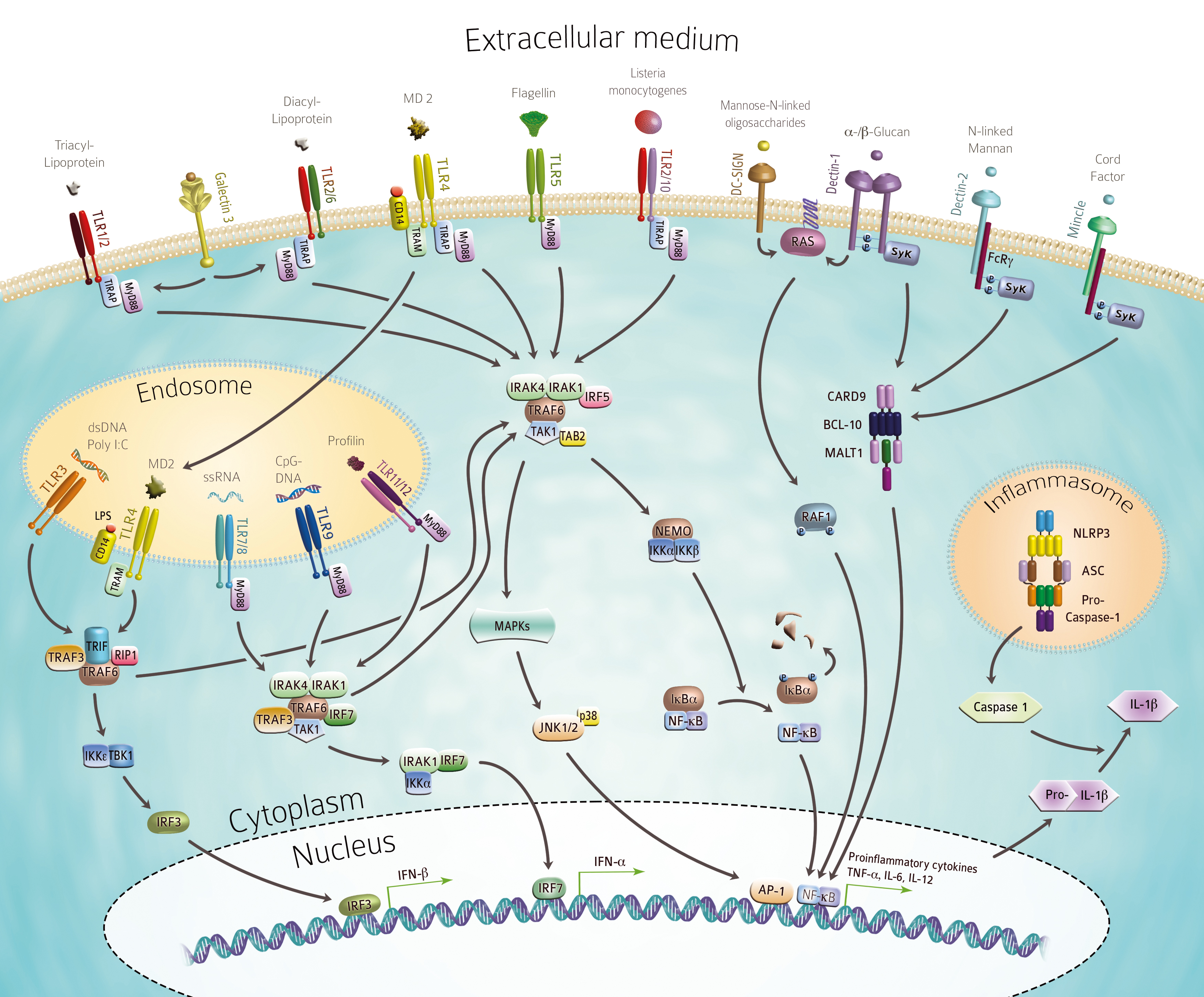Functions Of Innate Immune System