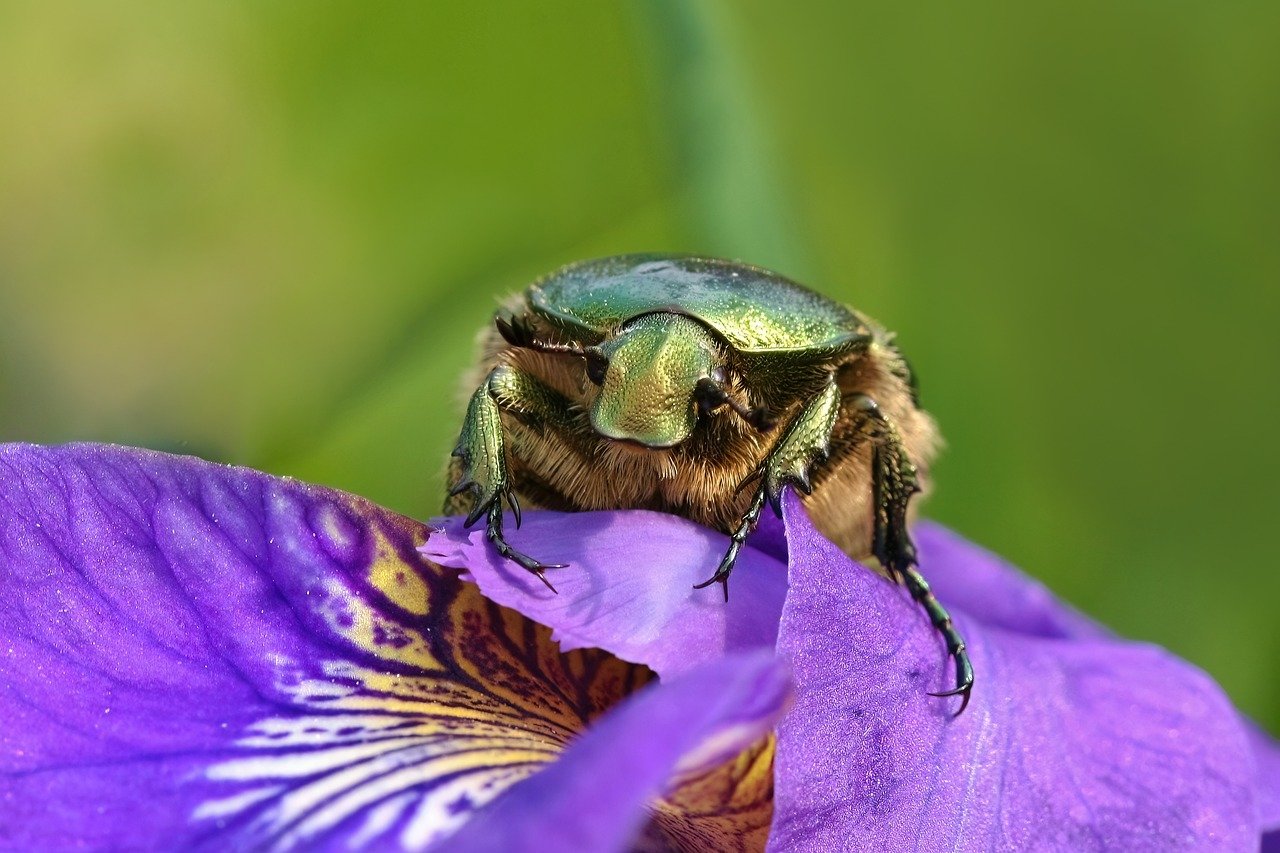 Insect Beetle Rose Close - Free photo on Pixabay - Pixabay - Gestoken Door Insect Rode Vlek
