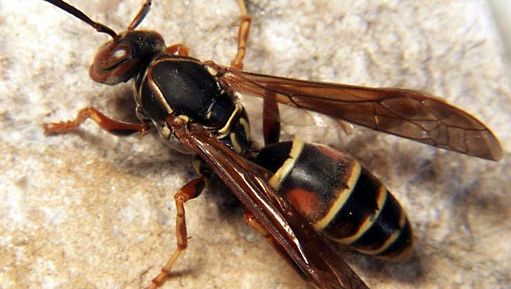 Insect Met 6 Poten En 2 Voelsprieten